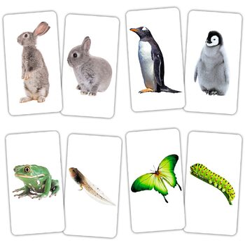 Игра-парочки «Животные и детеныши», укр.