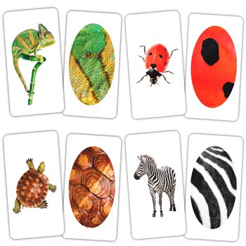 Игра-парочки «Животные и фрагмент», рус.