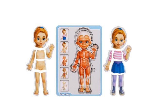 П'ятишаровий пазл «Будова людини» (дівчинка)
