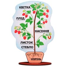 Строение плодового растения «Малина»