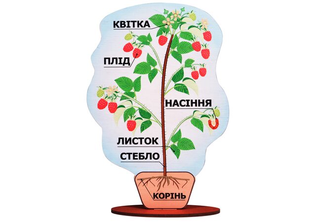 Строение плодового растения «Малина»