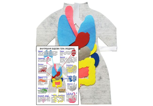 Модель «Внутреннее строение тела человека»