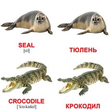 Мини-карточки «Водные животные/Water animals», 40